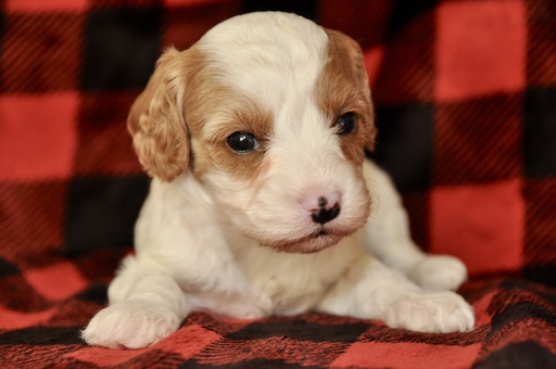 Medium Photo #11 Cavapoo Puppy For Sale in PHOENIX, AZ, USA