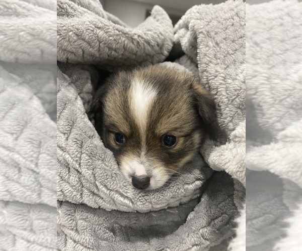 Medium Photo #9 Cardigan Welsh Corgi-Pomeranian Mix Puppy For Sale in ALBUQUERQUE, NM, USA