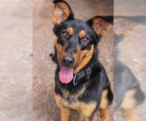 Keary - Female German Shepherd Dog Dog for Adoption - Photo #5