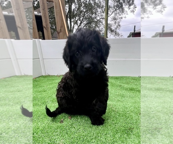 Medium Photo #16 Labradoodle Puppy For Sale in WAVERLY, VA, USA