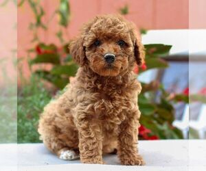 Poodle (Miniature) Puppy for sale in HONEY BROOK, PA, USA