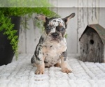Small #3 French Bulldog