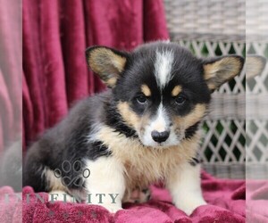 Pembroke Welsh Corgi Puppy for sale in LANDISBURG, PA, USA