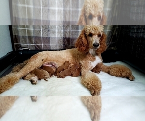 Mother of the Poodle (Standard) puppies born on 05/17/2019