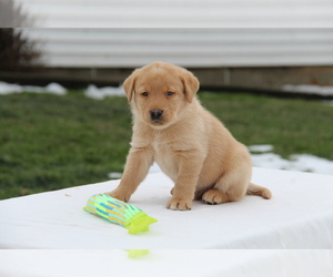 Labrador Retriever Puppy for sale in HYDE PARK, VT, USA