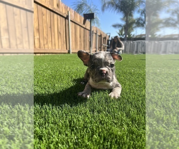 Medium Photo #13 French Bulldog Puppy For Sale in SAN DIEGO, CA, USA