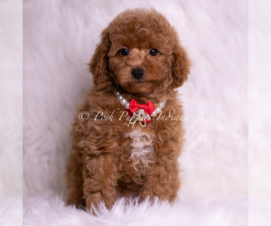 Medium Maltipoo (Miniature)