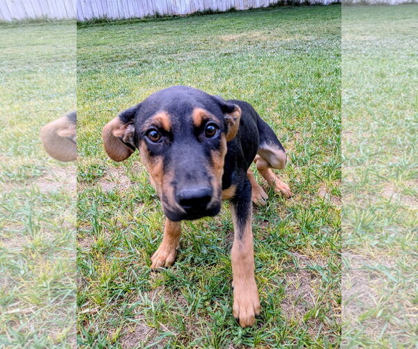 Medium Photo #6 German Pinscher-Rottweiler Mix Puppy For Sale in Sandy, UT, USA