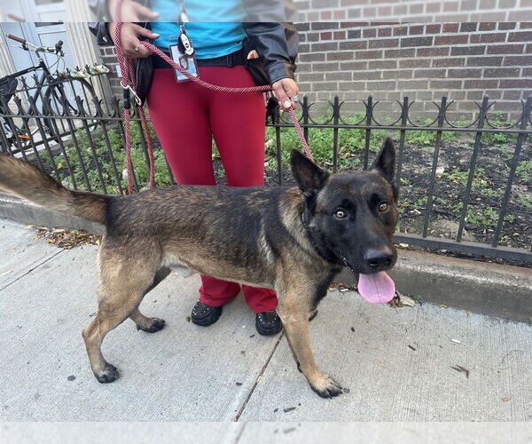 Medium Photo #4 German Shepherd Dog-Unknown Mix Puppy For Sale in Imlay City, MI, USA