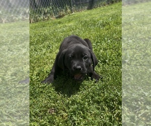 Cane Corso Puppy for sale in MOUNT MORRIS, MI, USA