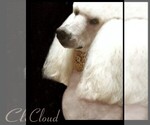 Small Photo #13 Poodle (Standard) Puppy For Sale in MANCHESTER, MI, USA