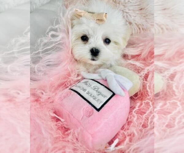 Medium Photo #18 Maltese Puppy For Sale in NEW YORK, NY, USA