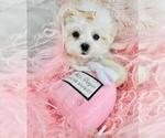 Small #17 Maltese