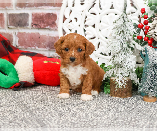 Medium Photo #1 Cavapoo (Miniature) Puppy For Sale in SYRACUSE, IN, USA