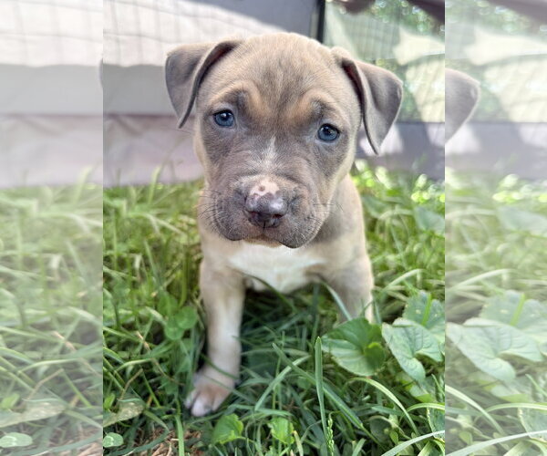 Medium Photo #1 American Pit Bull Terrier Puppy For Sale in Alexandria, VA, USA