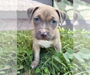 American Pit Bull Terrier Dogs for adoption in Alexandria, VA, USA
