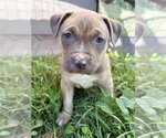 Small American Pit Bull Terrier
