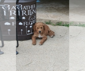Aussiedoodle Puppy for sale in CHADWICK, IL, USA