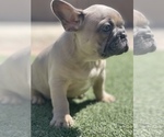 Small Photo #2 French Bulldog Puppy For Sale in SURPRISE, AZ, USA