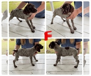 German Shorthaired Pointer Puppy for sale in FOLKSTON, GA, USA