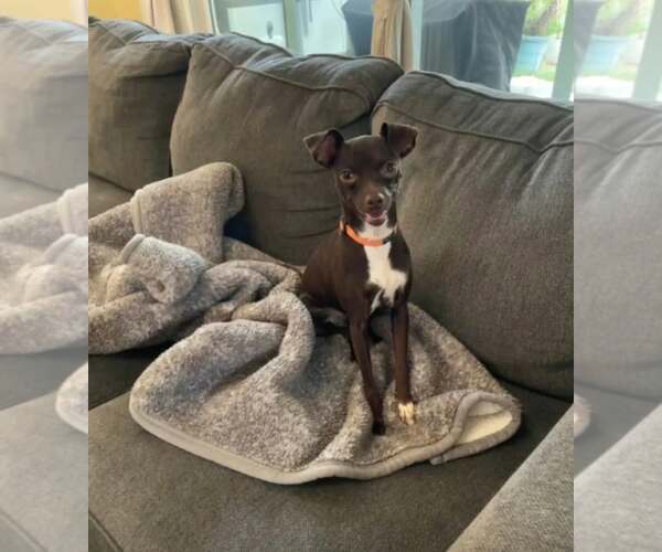 Medium Photo #2 Chipin Puppy For Sale in Escondido, CA, USA