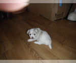 Small Photo #9 Coton de Tulear Puppy For Sale in COLUMBIA, MO, USA