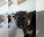 Puppy Puppy 3 German Shepherd Dog