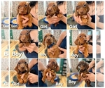 Small Dachshund