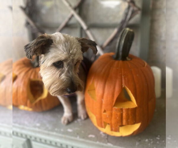 Medium Photo #4 Mutt Puppy For Sale in Allentown,, PA, USA