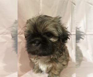 Shih Tzu Puppy for sale in NICHOLASVILLE, KY, USA