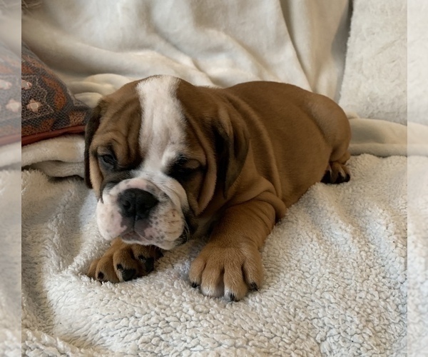 Medium Photo #14 English Bulldog Puppy For Sale in JOHNS ISLAND, SC, USA