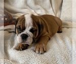 Small Photo #14 English Bulldog Puppy For Sale in JOHNS ISLAND, SC, USA