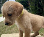Small Photo #2 Labradoodle Puppy For Sale in CHELSEA, AL, USA