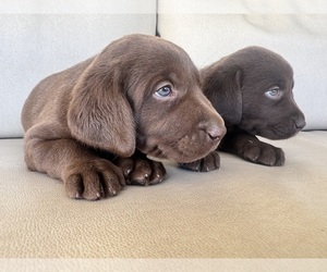 Labrador Retriever Puppy for sale in MORENO VALLEY, CA, USA