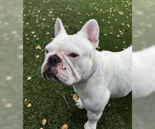 Medium Photo #1 French Bulldog Puppy For Sale in Salinas, CA, USA