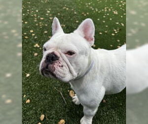 French Bulldog Dogs for adoption in Salinas, CA, USA