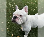Small French Bulldog