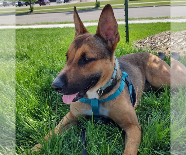 Medium Photo #25 Mutt Puppy For Sale in Fargo, ND, USA