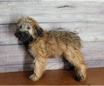 Small Photo #4 Soft Coated Wheaten Terrier Puppy For Sale in SHAWNEE, OK, USA