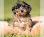 Puppy Mario Yorkipoo