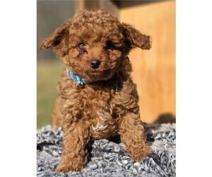 Cavapoo (Miniature) Puppy for sale in MILLERSTOWN, PA, USA
