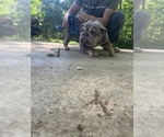 Small #2 English Bulldog