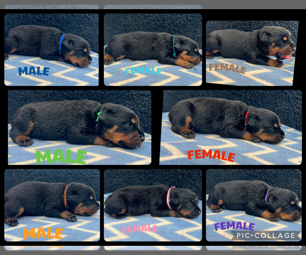 Medium Photo #1 Rottweiler Puppy For Sale in BOSTON, VA, USA