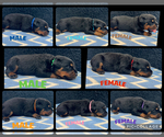 Image preview for Ad Listing. Nickname: Puppies