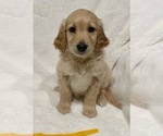 Puppy Yellow Goldendoodle
