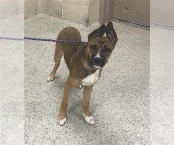 Medium Photo #1 German Shepherd Dog-Unknown Mix Puppy For Sale in Conroe, TX, USA
