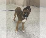 Small German Shepherd Dog Mix