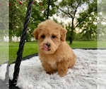 Small #9 Havanese-Poodle (Toy) Mix