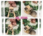Small Photo #8 French Bulldog Puppy For Sale in BARBOURVILLE, KY, USA