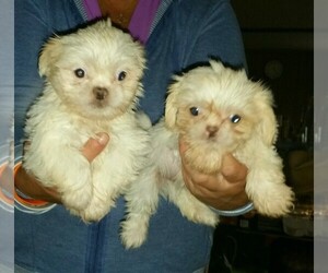 Peke-A-Pap-Peke-A-Pin Mix Puppy for sale in YOUNGSTOWN, FL, USA